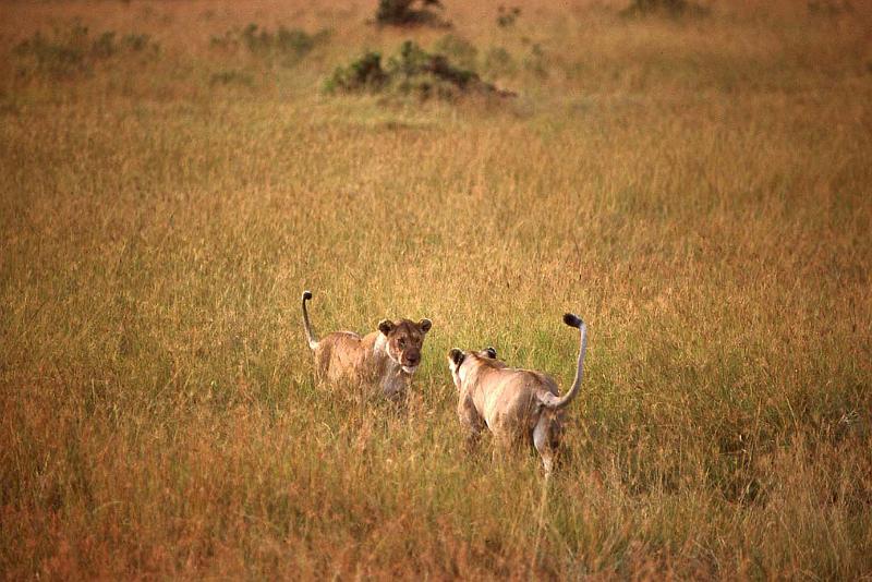 WT 1400 198-32 Kenya.jpg